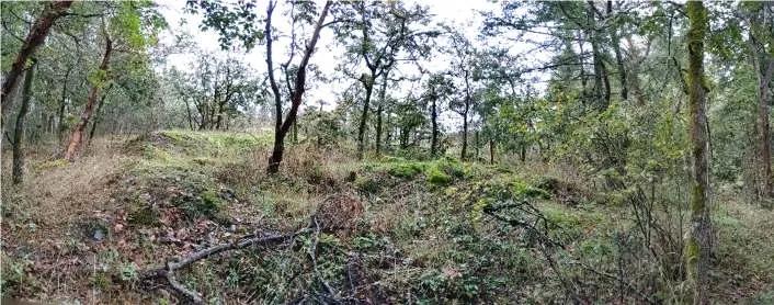 Northeast Edge: Northeast view towards Garry oak woodland