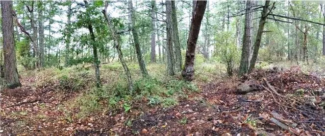 North Central: Douglas-fir—salal and arbutus mature forest
