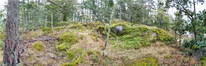 Northwest Corner: Garry oak and Douglas-fir—arbutus woodland
