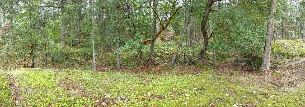 North Corner: Douglas-fir—salal and arbutus mature forest