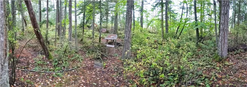 North Central: Mature forest with mountain bike trail feature