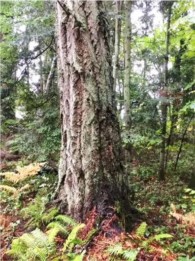 One of the larger Douglas-fir trees