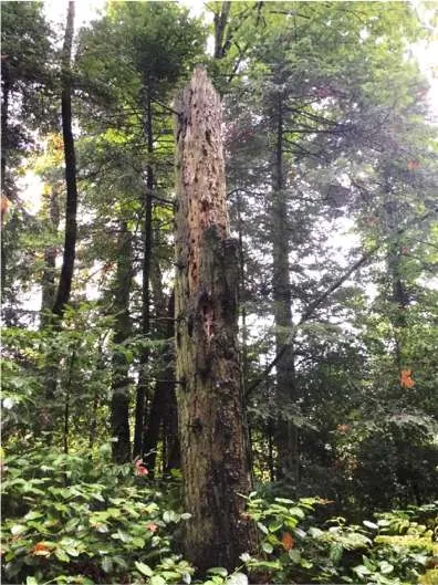 Wildlife snag #1 in the south corner