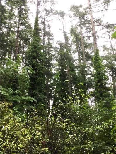 Extensive growth of English ivy on trees