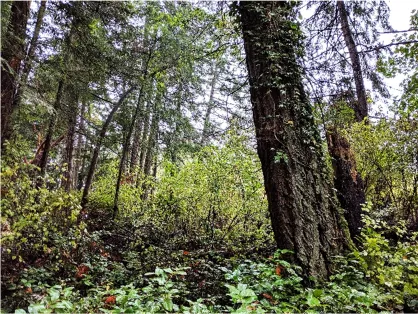 Larger Douglas-fir tree in the southeast corner