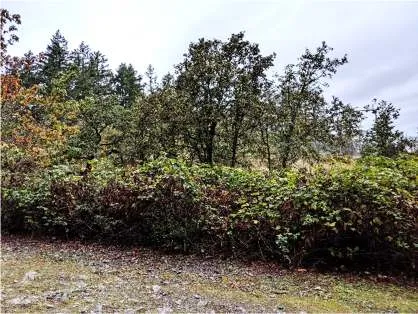 Northwest view of the Garry oak woodland