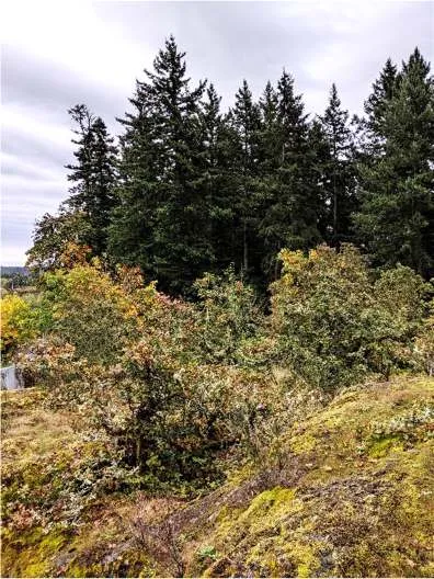 Southeast view of the Garry oak woodland