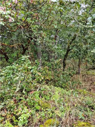 Douglas-fir—arbutus edge around Garry oak woodland