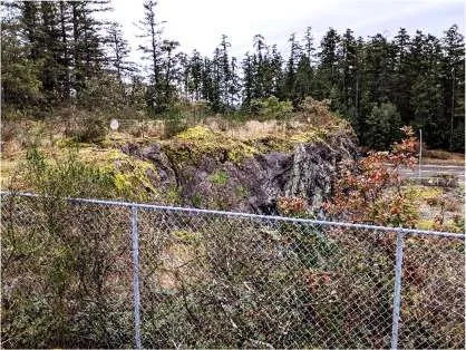 North view of the Garry oak woodland