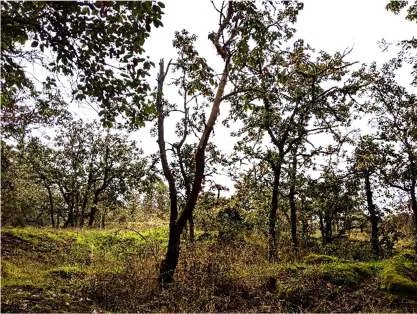Douglas-fir—arbutus edge around Garry oak woodland