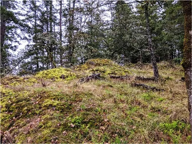 Representative view of mixed woodland at northwest corner