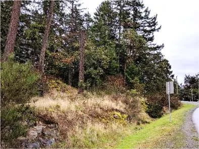 East view of Garry oak woodland and wildlife snag
