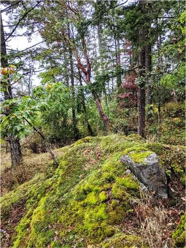 Representative view of mixed woodland at northwest corner