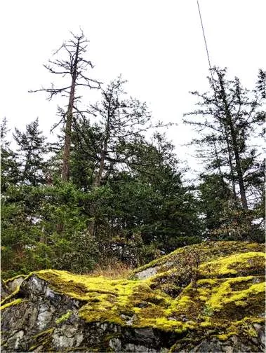 East view of NW corner mixed woodland opening