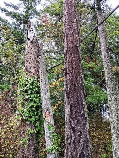 Wildlife snag in the north central forest
