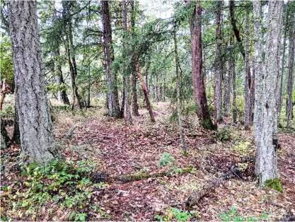 Representative view of the Douglas-fir—arbutus forest