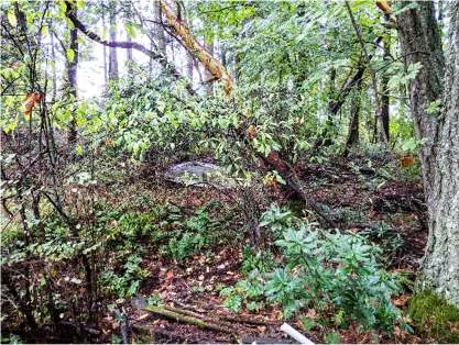 Representative view of the Douglas-fir—arbutus forest