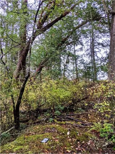 Representative view of the Douglas-fir—arbutus forest