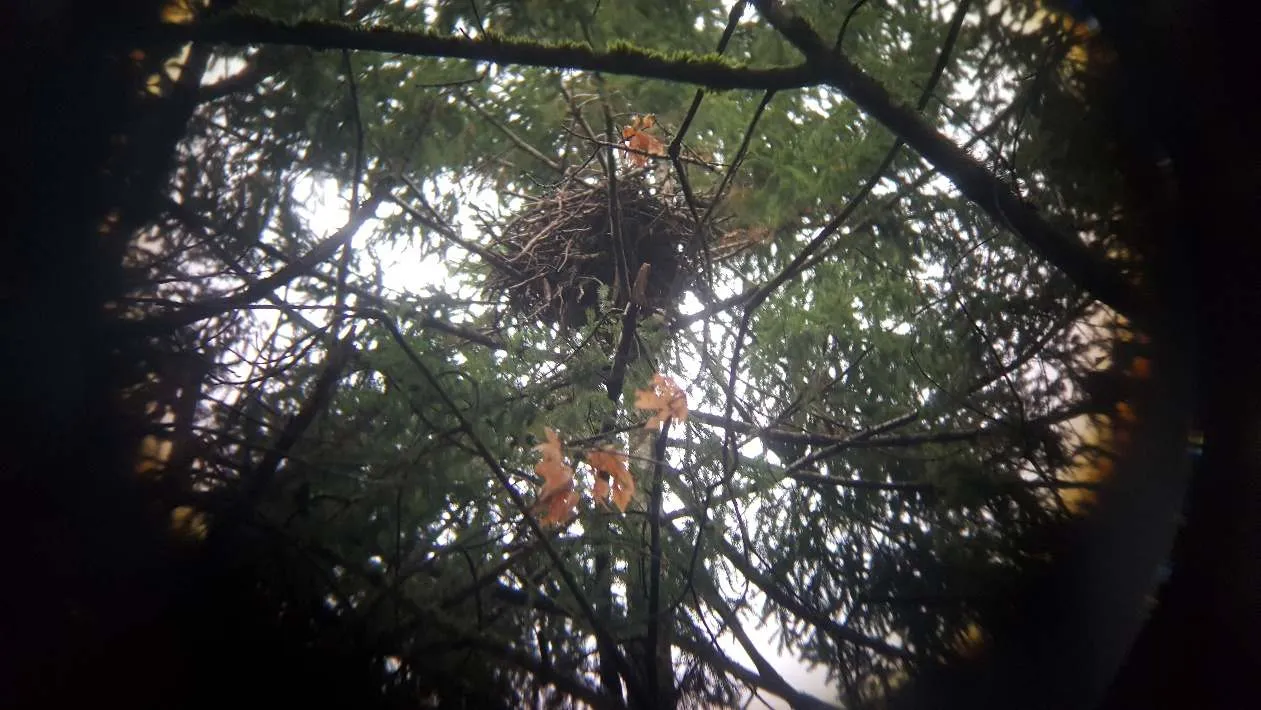 Common Raven nest in southern portion of property