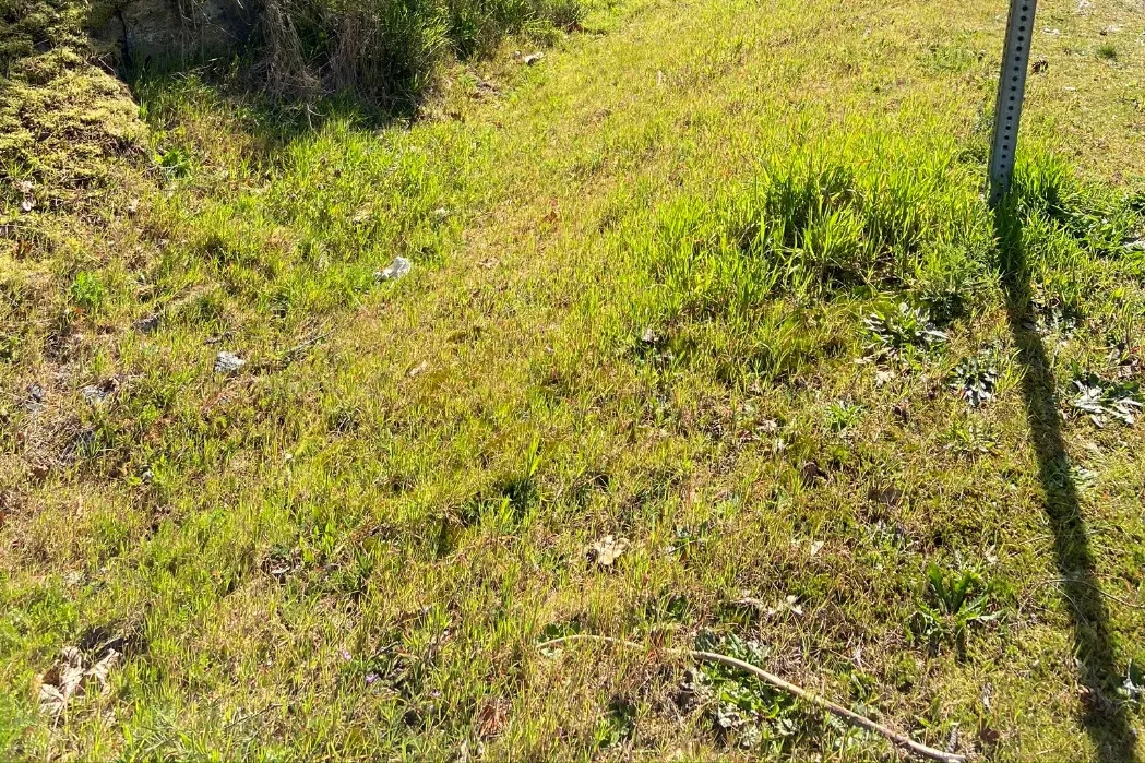 Lower view of the grassy terrain within the wetted depression/ditch