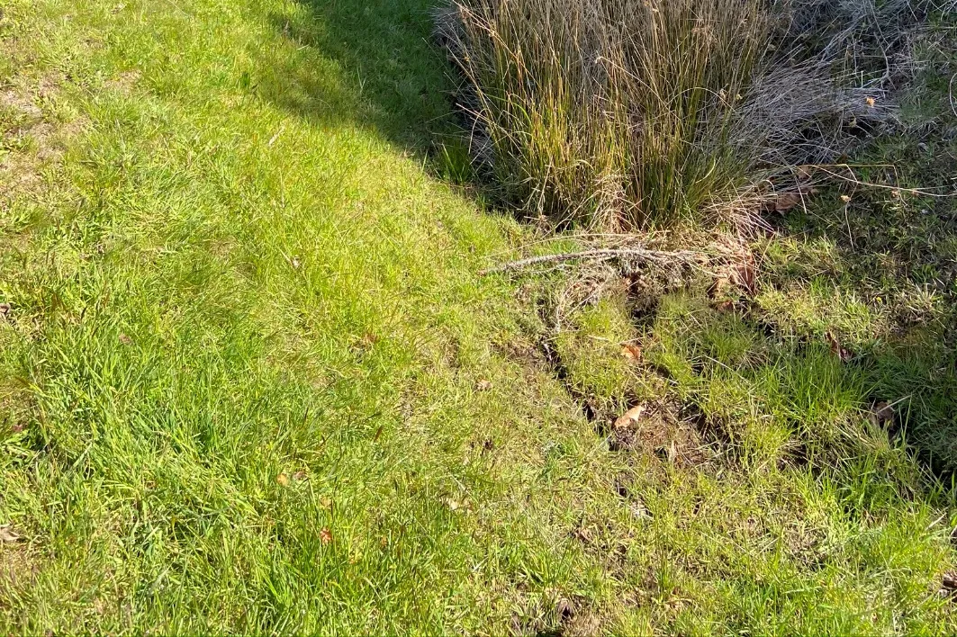 Lower view of vegetation, including a clump of rushes, within the ditch
