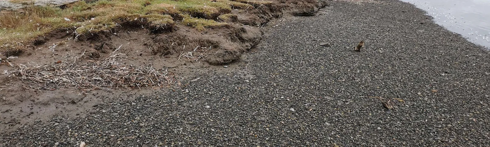 Close-up photo of the eroded shoreline sediment and beach composition at Chancellor Ave