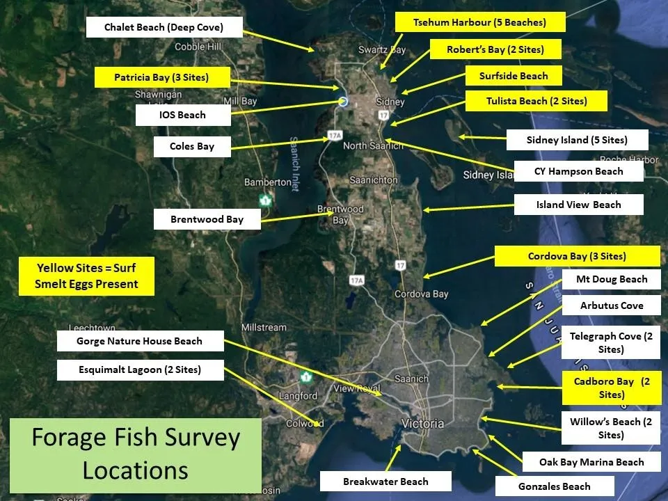 Map of Forage Fish Survey Locations around the Saanich Peninsula and Victoria area, highlighting yellow sites where Surf Smelt eggs were present