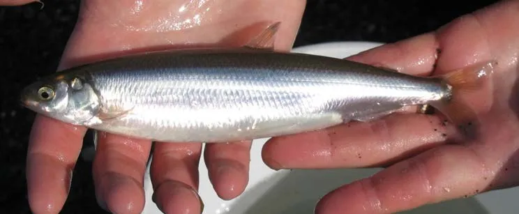 Close-up of a Surf Smelt held in a hand
