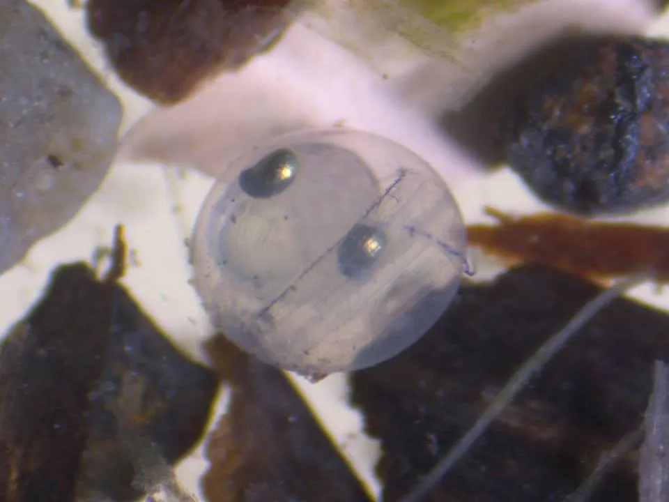 Microscope setup used by the Institute of Ocean Sciences (IOS) for survey analysis