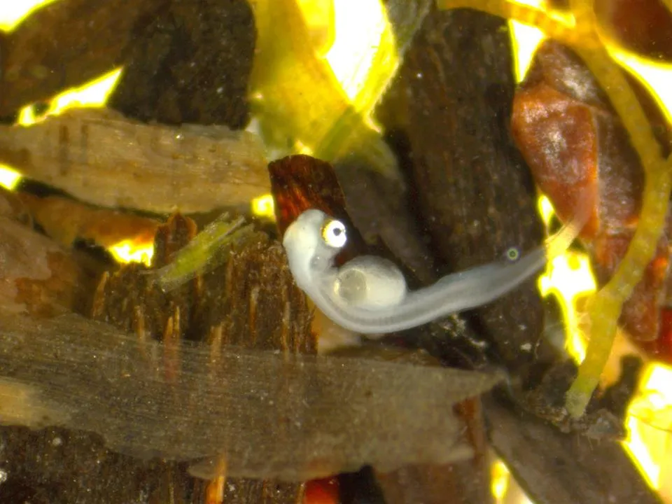 Microscopic view of a Sand Lance Egg from Tryon Beach