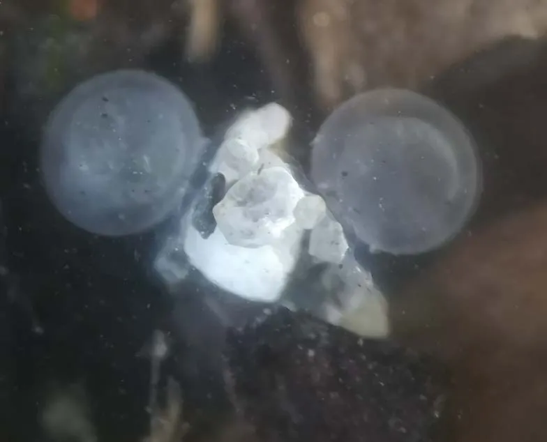 Microscopic view of a Hatched Egg from Tryon Beach