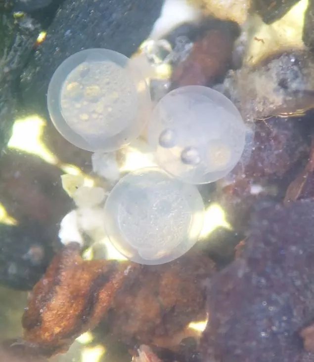 Microscopic view of a Sand Lance larva from Tryon Beach