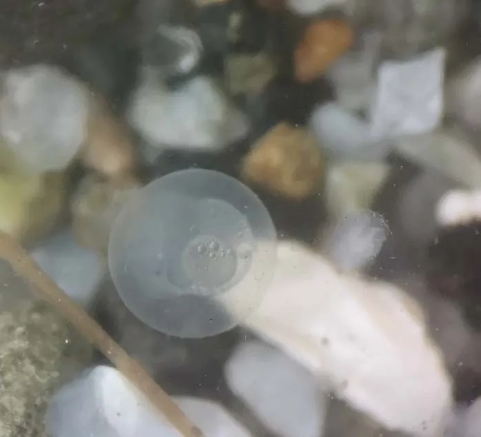 Microscopic view of Sand Lance Eggs from McMicken Beach