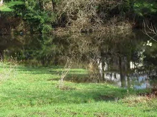 Dog in riparian area