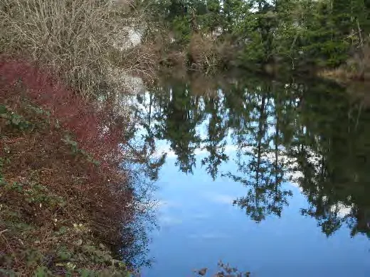 Craigflower Creek adjacent park Jan. 2020 Photo A