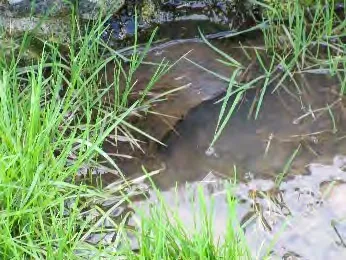Creek overflowing its bank at location of proposed viewing platform Jan. 2020