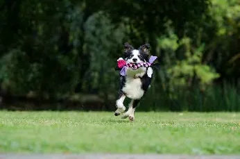 Dog in field