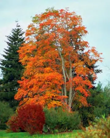 Bigleaf Maple foliage