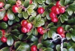 Redtwig Dogwood berries