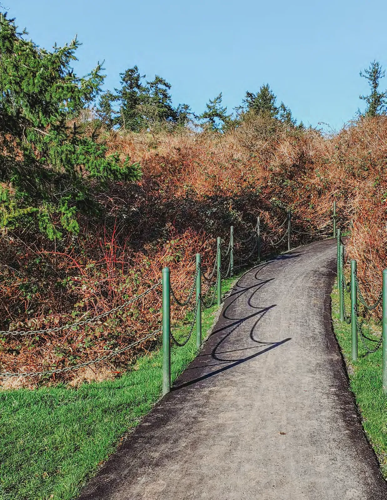Path through brush at View Royal Park