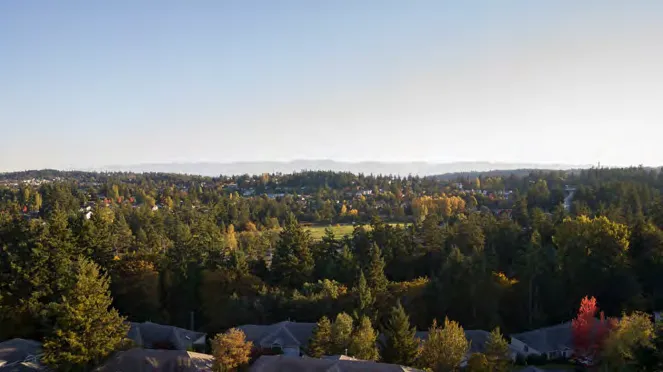 Panoramic view of the surrounding forested area from the site