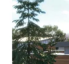 Tree detail in rendering