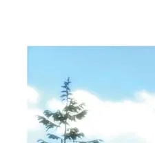 Tree detail in rendering