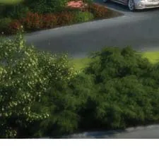 Landscaping detail in rendering