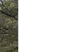 Landscaping detail