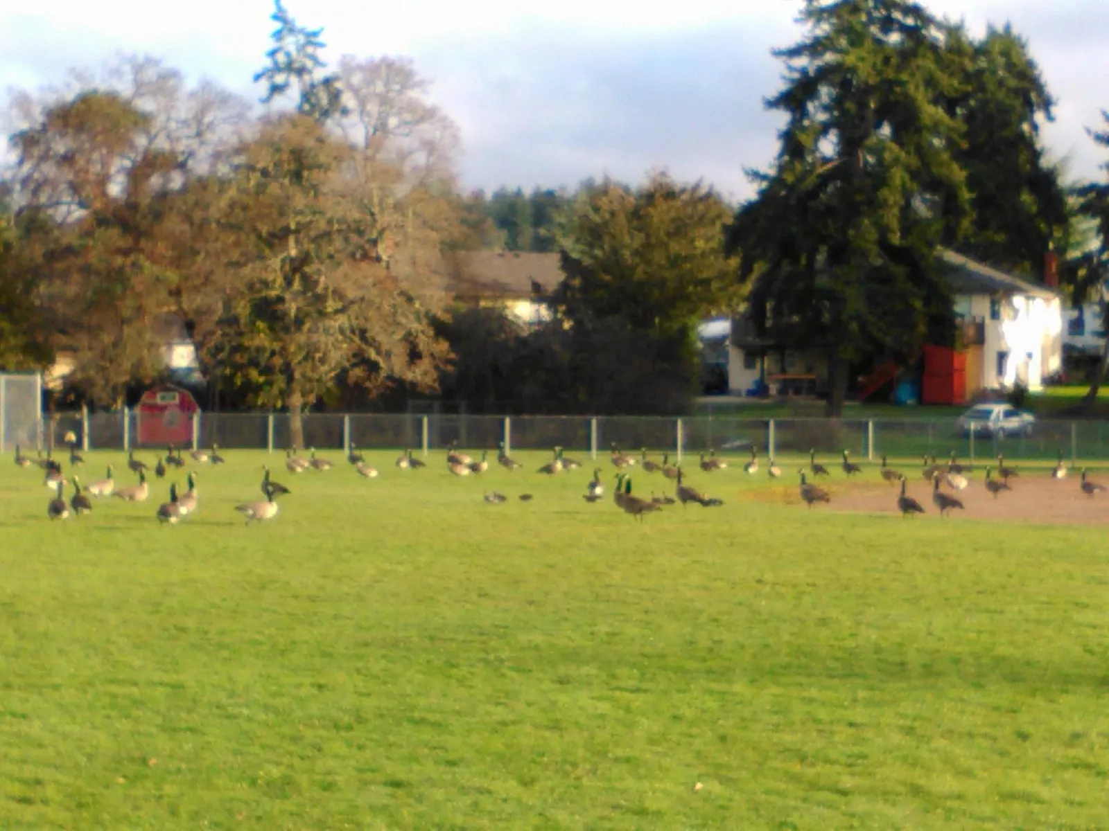 A large flock of Canada Geese standing on the grass field at Centennial Park