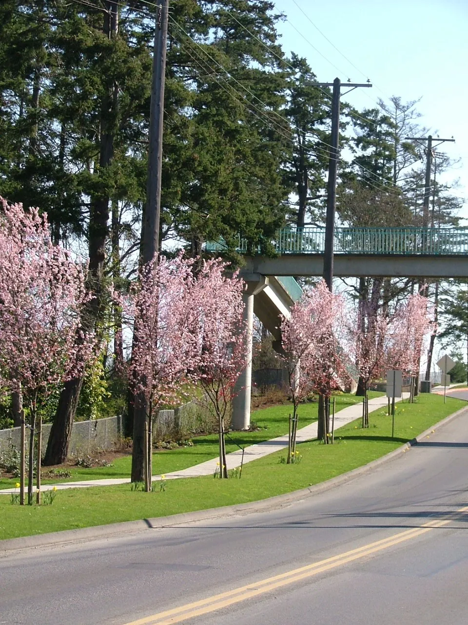 Road lined with trees and pink cherry blossoms