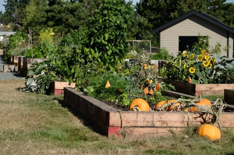 Raised garden beds with pumpkins and sunflowers in a community garden