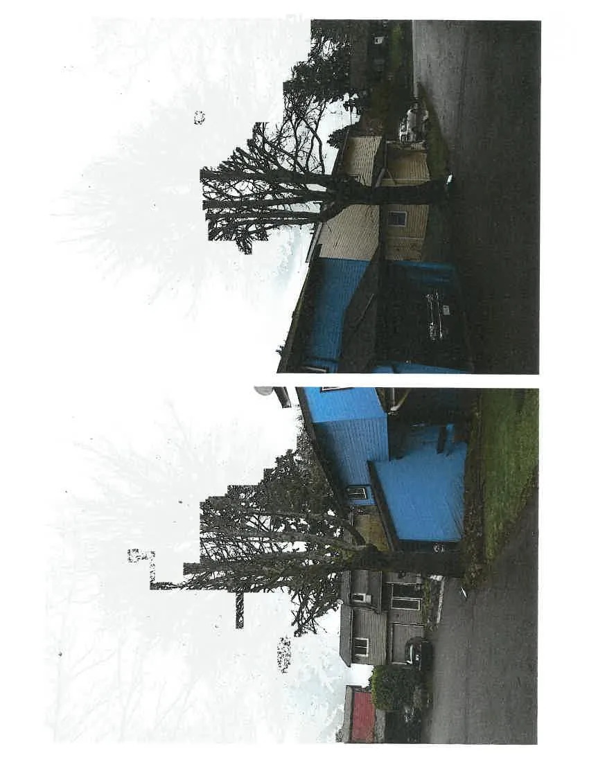 Two photographs showing different angles of the subject tree in front of the residence at 18 Amber Place
