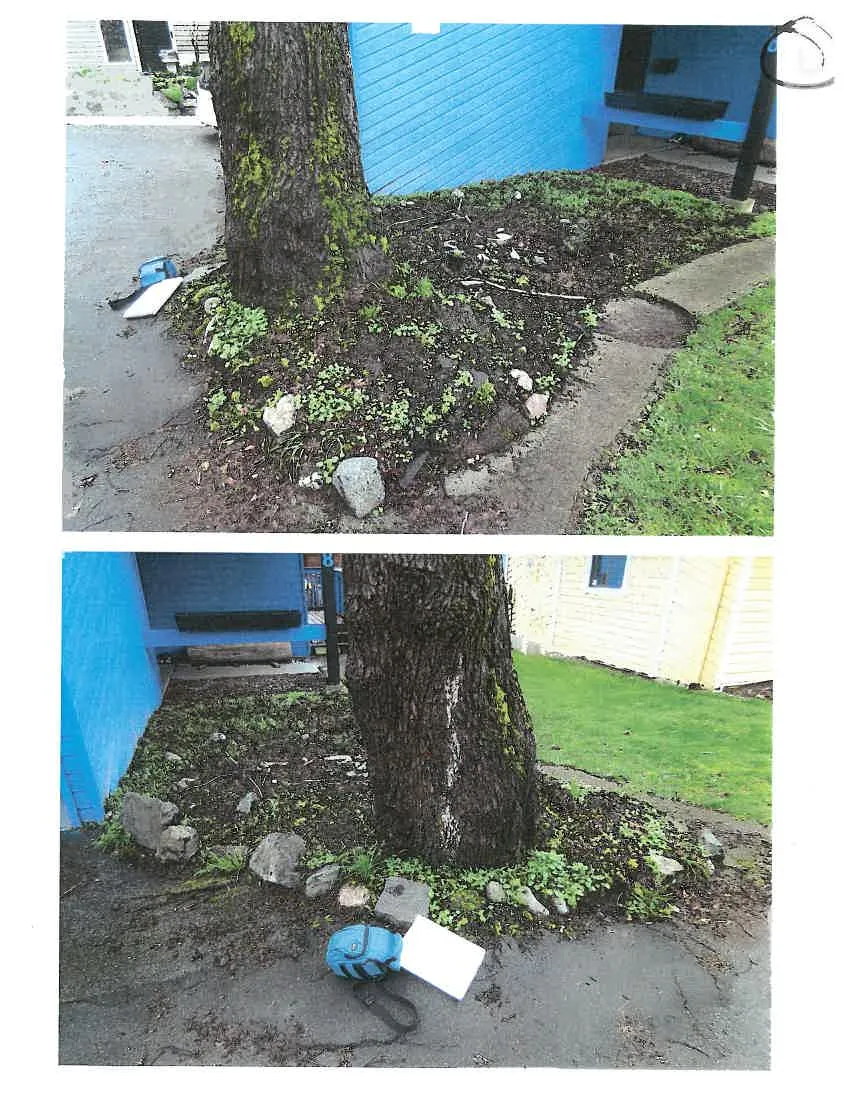 Two photographs showing the base of the Big Leaf Maple tree at 18 Amber Place. The top photograph depicts the tree's base and roots within a garden bed adjacent to a blue building. The bottom photograph shows the tree from a different angle, with a blue backpack and white board placed on the ground next to the trunk.